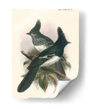 Pájaros En La Naturaleza V - J.C. Keulemans | Cuadro decorativo de Canvas Lab