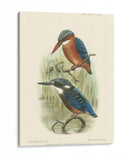 Pájaros En La Naturaleza Vi - J.C. Keulemans | Cuadro decorativo de Canvas Lab