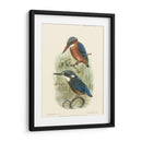 Pájaros En La Naturaleza Vi - J.C. Keulemans | Cuadro decorativo de Canvas Lab