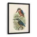 Pájaros En La Naturaleza Vi - J.C. Keulemans | Cuadro decorativo de Canvas Lab