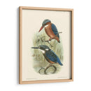 Pájaros En La Naturaleza Vi - J.C. Keulemans | Cuadro decorativo de Canvas Lab