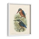 Pájaros En La Naturaleza Vi - J.C. Keulemans | Cuadro decorativo de Canvas Lab