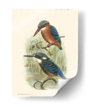 Pájaros En La Naturaleza Vi - J.C. Keulemans | Cuadro decorativo de Canvas Lab