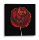 Belleza Natural En Negro Iii - Vision Studio | Cuadro decorativo de Canvas Lab