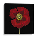 Belleza Natural En Negro Vi - Vision Studio | Cuadro decorativo de Canvas Lab