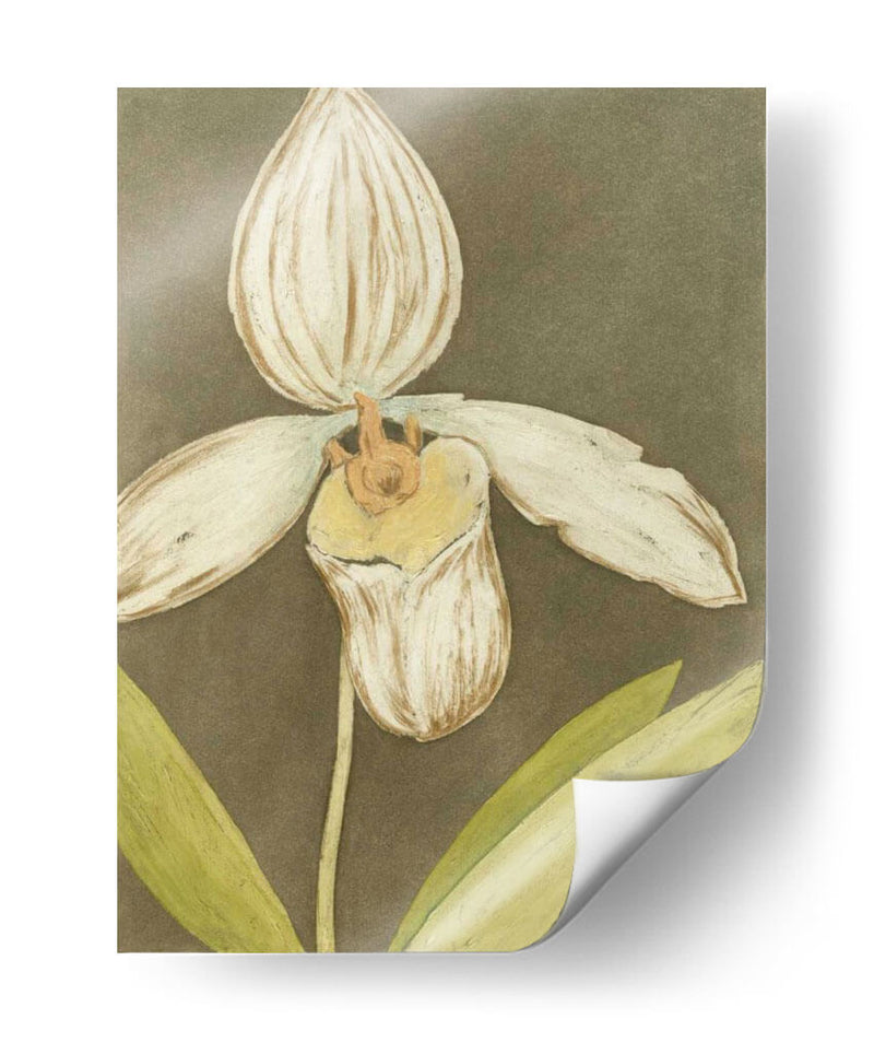 Orquídea Y Tierra Iii - Megan Meagher | Cuadro decorativo de Canvas Lab