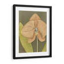 Orquídea Y Tierra Iv - Megan Meagher | Cuadro decorativo de Canvas Lab