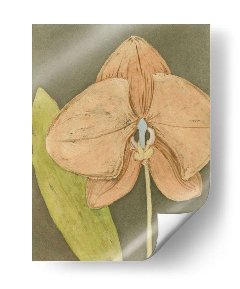 Orquídea Y Tierra Iv - Megan Meagher | Cuadro decorativo de Canvas Lab