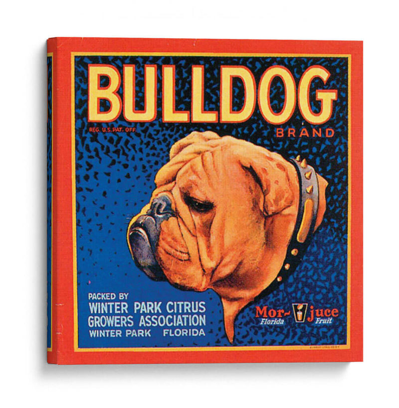 Perro Bull - Vision Studio | Cuadro decorativo de Canvas Lab