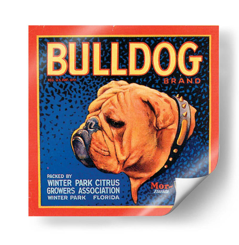 Perro Bull - Vision Studio | Cuadro decorativo de Canvas Lab