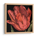 Mini Tulipán Transicional Ii - Vision Studio | Cuadro decorativo de Canvas Lab