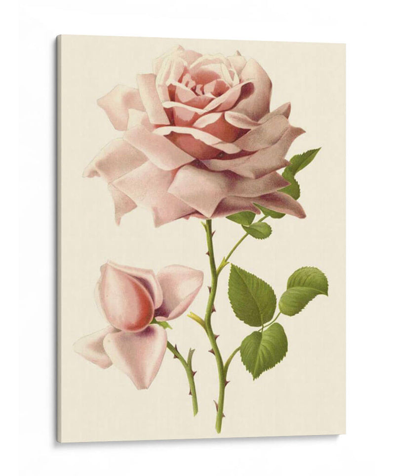 Victorian Rose I - R. Guillot | Cuadro decorativo de Canvas Lab