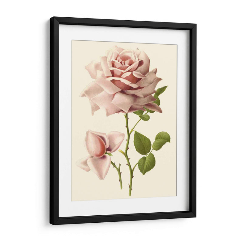 Victorian Rose I - R. Guillot | Cuadro decorativo de Canvas Lab