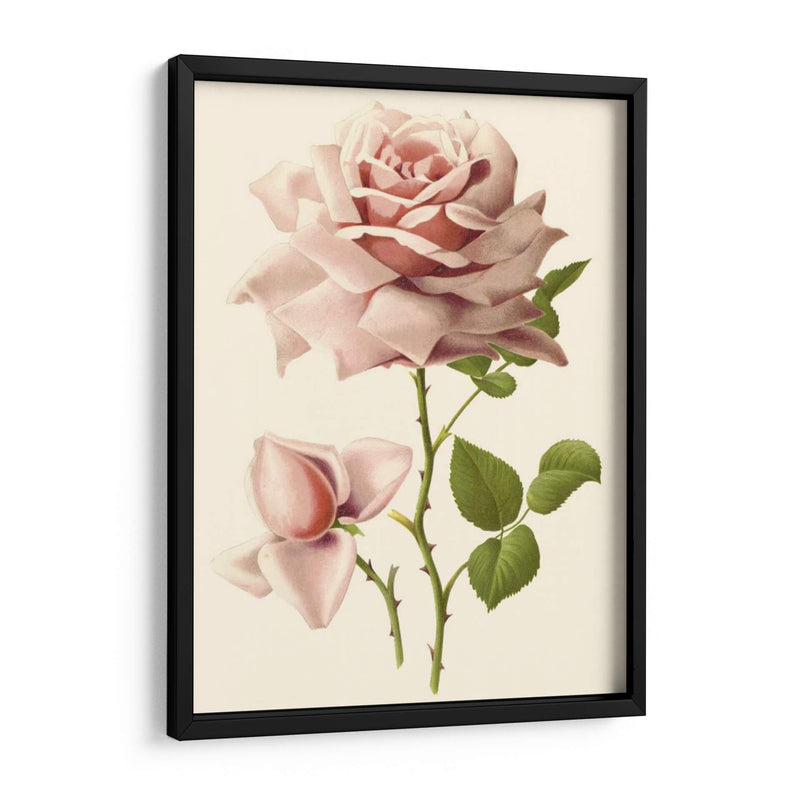 Victorian Rose I - R. Guillot | Cuadro decorativo de Canvas Lab