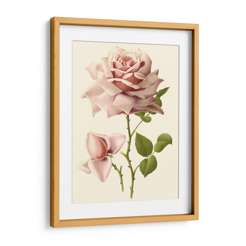 Victorian Rose I - R. Guillot | Cuadro decorativo de Canvas Lab