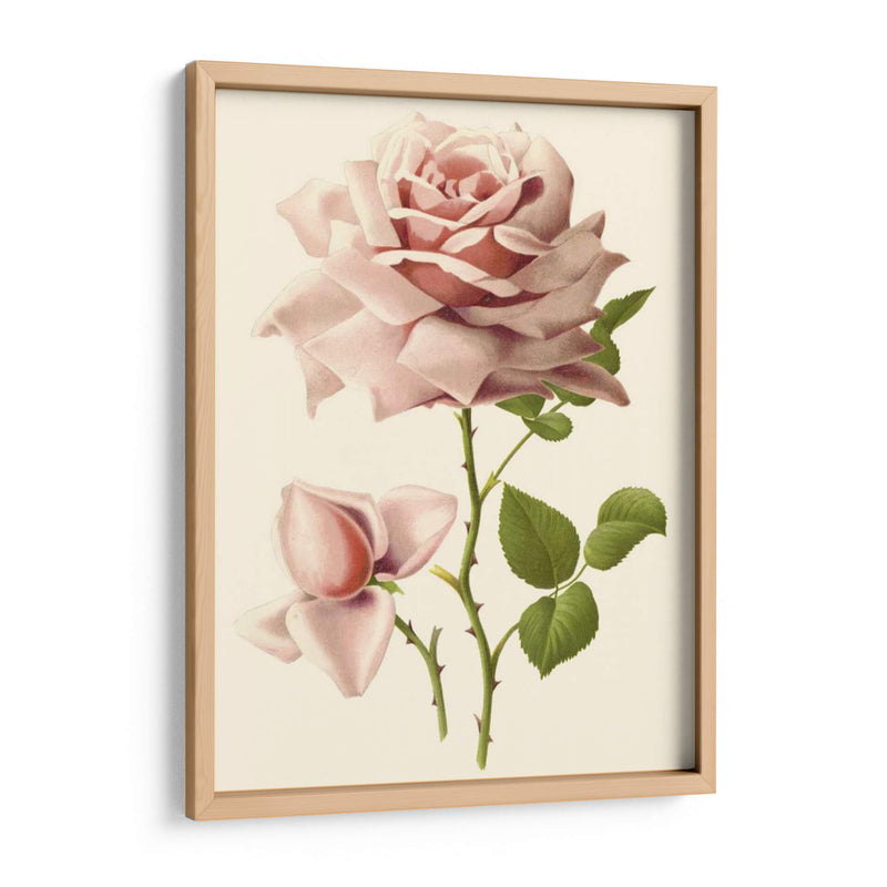 Victorian Rose I - R. Guillot | Cuadro decorativo de Canvas Lab