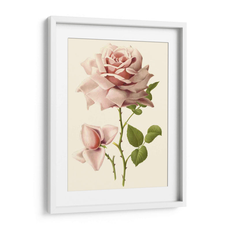 Victorian Rose I - R. Guillot | Cuadro decorativo de Canvas Lab