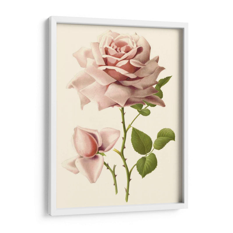 Victorian Rose I - R. Guillot | Cuadro decorativo de Canvas Lab