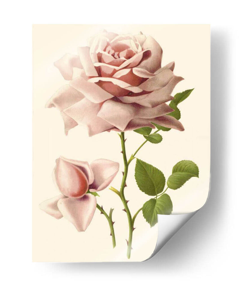 Victorian Rose I - R. Guillot | Cuadro decorativo de Canvas Lab