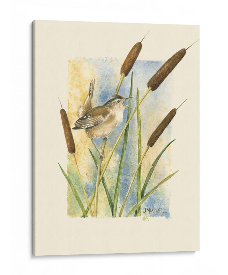 Marsh Wren Y Catrails - Janet Mandel | Cuadro decorativo de Canvas Lab