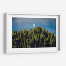 Sobre los cactus | Cuadro decorativo de Canvas Lab