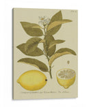 Limón Antiguo | Cuadro decorativo de Canvas Lab