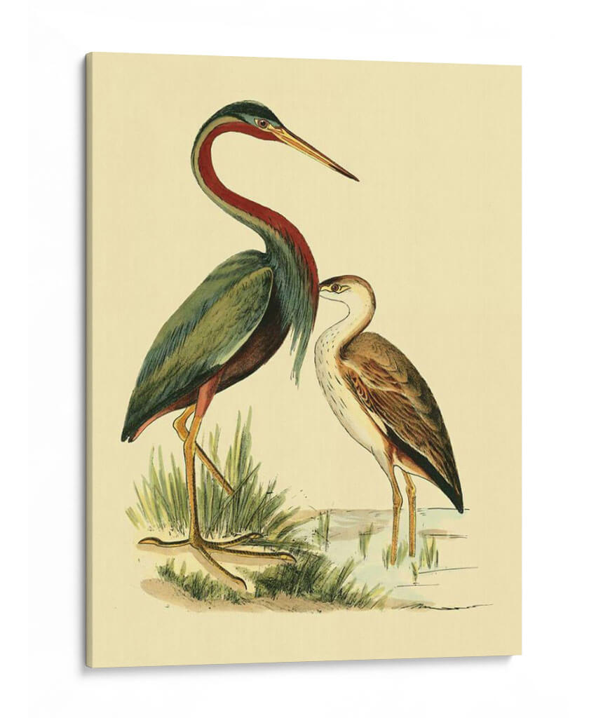 Pájaros De Agua Iii - Vision Studio | Cuadro decorativo de Canvas Lab