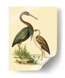 Pájaros De Agua Iii - Vision Studio | Cuadro decorativo de Canvas Lab