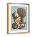 Concha Y Coral En Aqua Ii - Vision Studio | Cuadro decorativo de Canvas Lab