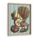 Concha Y Coral En Aqua Ii - Vision Studio | Cuadro decorativo de Canvas Lab