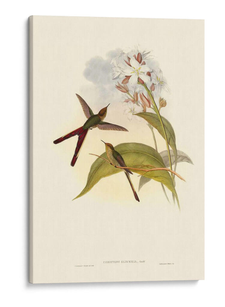 Pequeño Gould Humectebird Iii - John Gould | Cuadro decorativo de Canvas Lab