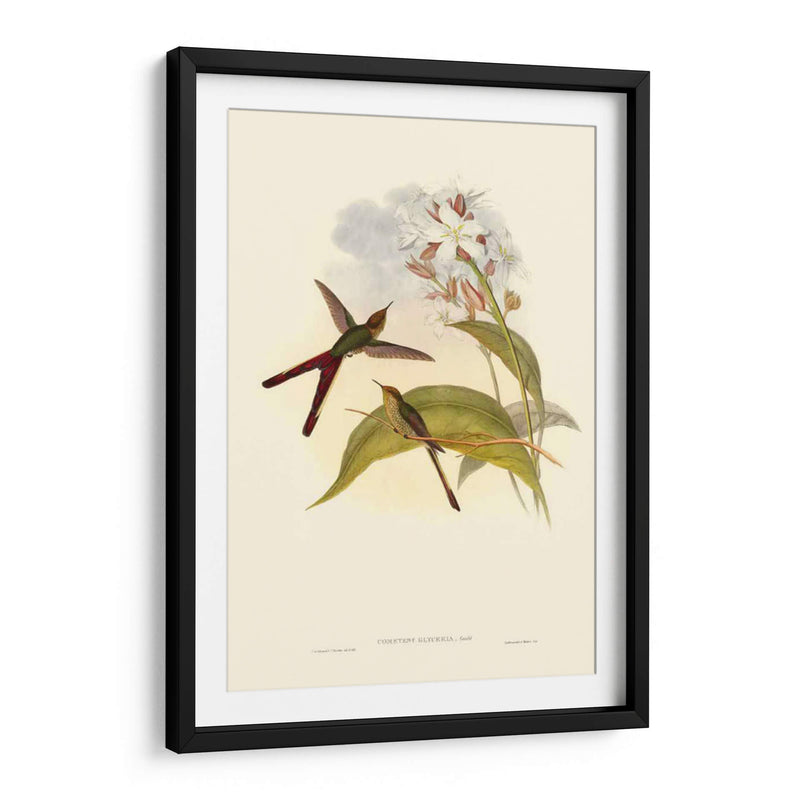 Pequeño Gould Humectebird Iii - John Gould | Cuadro decorativo de Canvas Lab