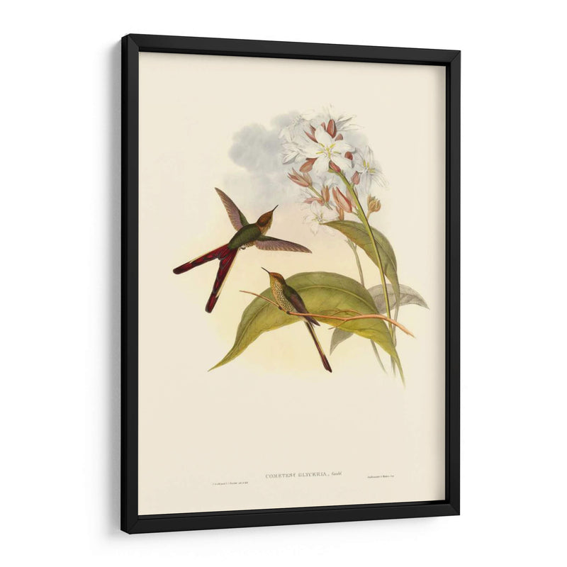 Pequeño Gould Humectebird Iii - John Gould | Cuadro decorativo de Canvas Lab