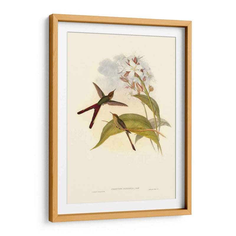 Pequeño Gould Humectebird Iii - John Gould | Cuadro decorativo de Canvas Lab