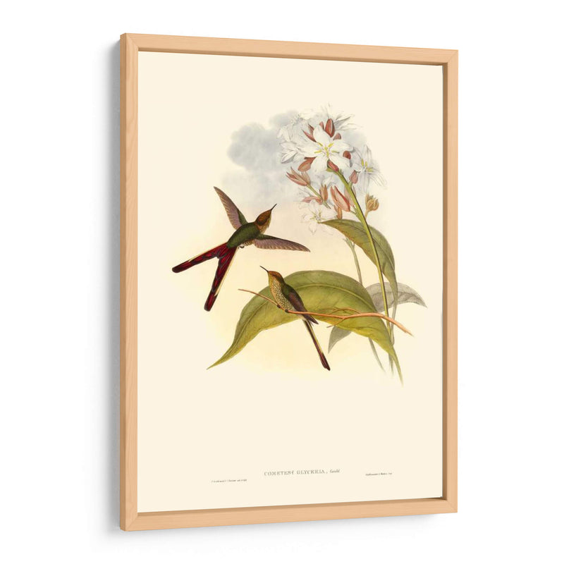 Pequeño Gould Humectebird Iii - John Gould | Cuadro decorativo de Canvas Lab