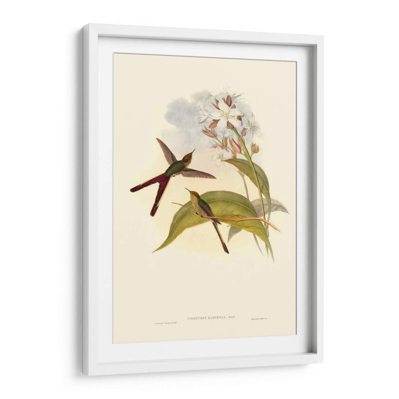 Pequeño Gould Humectebird Iii - John Gould | Cuadro decorativo de Canvas Lab