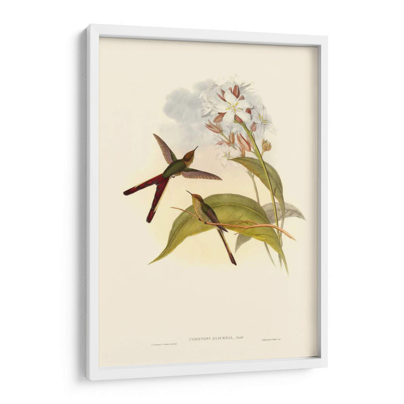 Pequeño Gould Humectebird Iii - John Gould | Cuadro decorativo de Canvas Lab