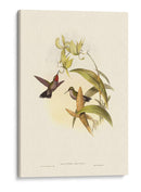 Pequeño Gould Humould Hinch Iv - John Gould | Cuadro decorativo de Canvas Lab