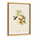Pequeño Gould Humould Hinch Iv - John Gould | Cuadro decorativo de Canvas Lab