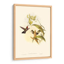 Pequeño Gould Humould Hinch Iv - John Gould | Cuadro decorativo de Canvas Lab