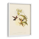 Pequeño Gould Humould Hinch Iv - John Gould | Cuadro decorativo de Canvas Lab