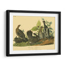 Grouse De Canadá - John James Audubon | Cuadro decorativo de Canvas Lab