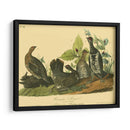 Grouse De Canadá - John James Audubon | Cuadro decorativo de Canvas Lab