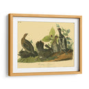 Grouse De Canadá - John James Audubon | Cuadro decorativo de Canvas Lab