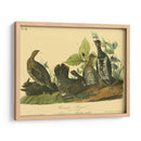 Grouse De Canadá - John James Audubon | Cuadro decorativo de Canvas Lab