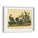 Grouse De Canadá - John James Audubon | Cuadro decorativo de Canvas Lab