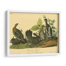 Grouse De Canadá - John James Audubon | Cuadro decorativo de Canvas Lab