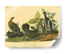 Grouse De Canadá - John James Audubon | Cuadro decorativo de Canvas Lab