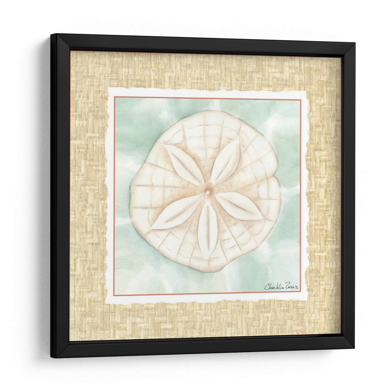 Ocean Sanddollar - Chariklia Zarris | Cuadro decorativo de Canvas Lab