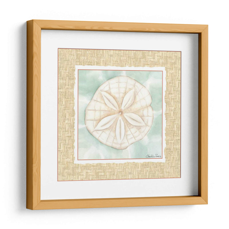 Ocean Sanddollar - Chariklia Zarris | Cuadro decorativo de Canvas Lab